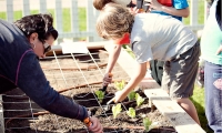 Macomb County Landscaping - LIttle Green Gardeners