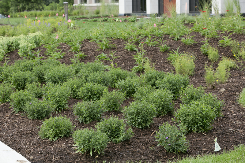 Troy Landscape maintenance