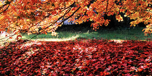 Fall Landscape Maintenance Oakland Township, Michigan