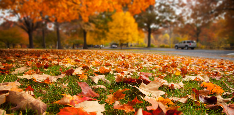 Hire A Troy Landscaping Company For, Fall Clean Up Landscaping