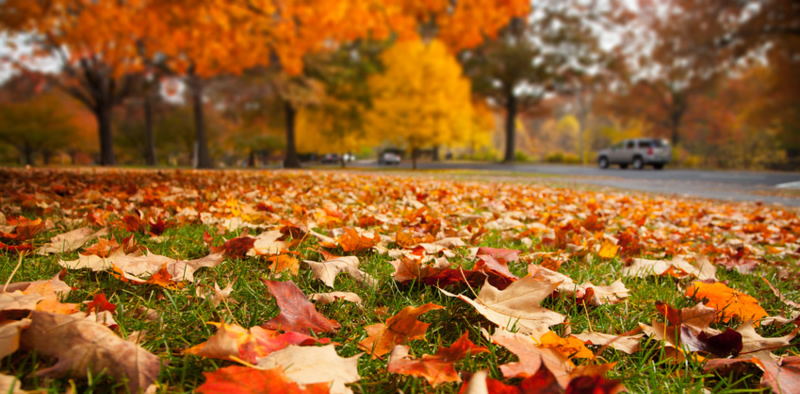 Troy Landscaping Company for a Fall Clean-Up